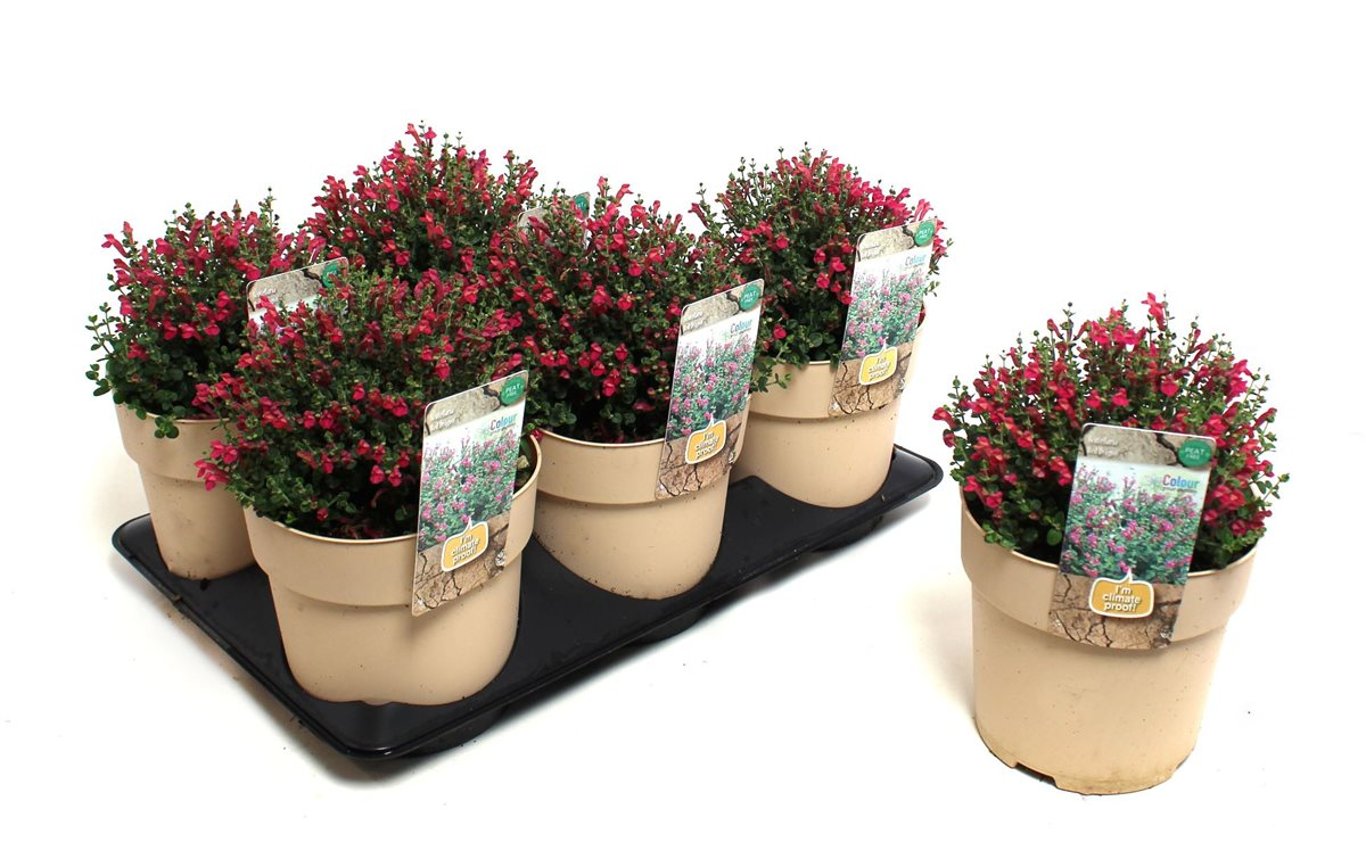 Scutellaria Red Dragon - C1,5